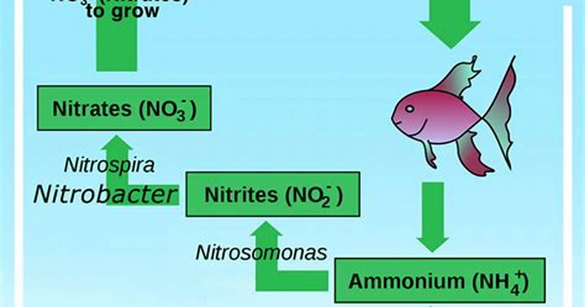 How Long Does It Take for Nitrifying Bacteria to Grow?