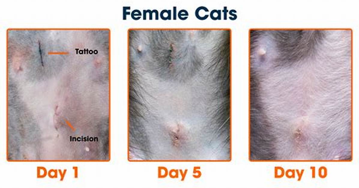 How Long Does Spaying Take to Heal?