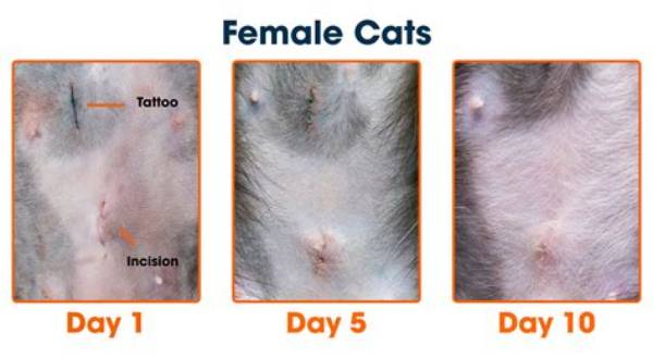 How Long Does Spaying Take to Heal?