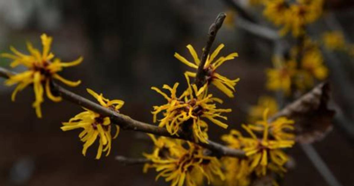 How Long Does Witch Hazel Last on Skin? Discover Its Benefits and Uses