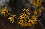 How Long Does Witch Hazel Last on Skin? Discover Its Benefits and Uses
