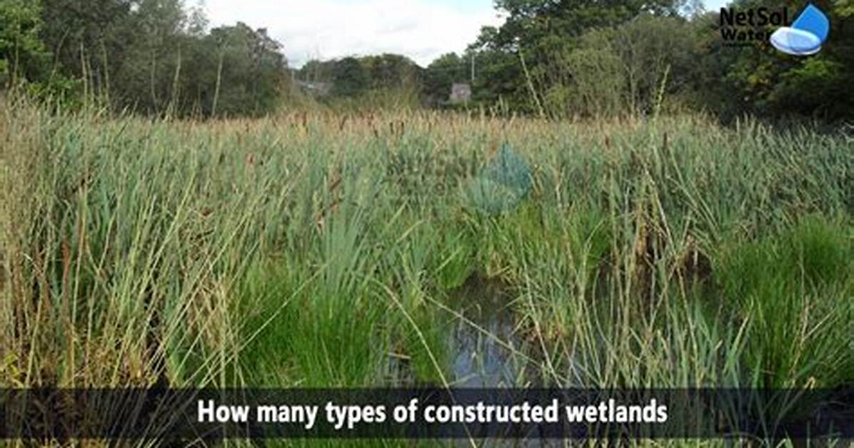 How Many Acres of Wetlands Are in the Us