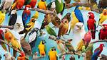 How Many Birds Are There in?