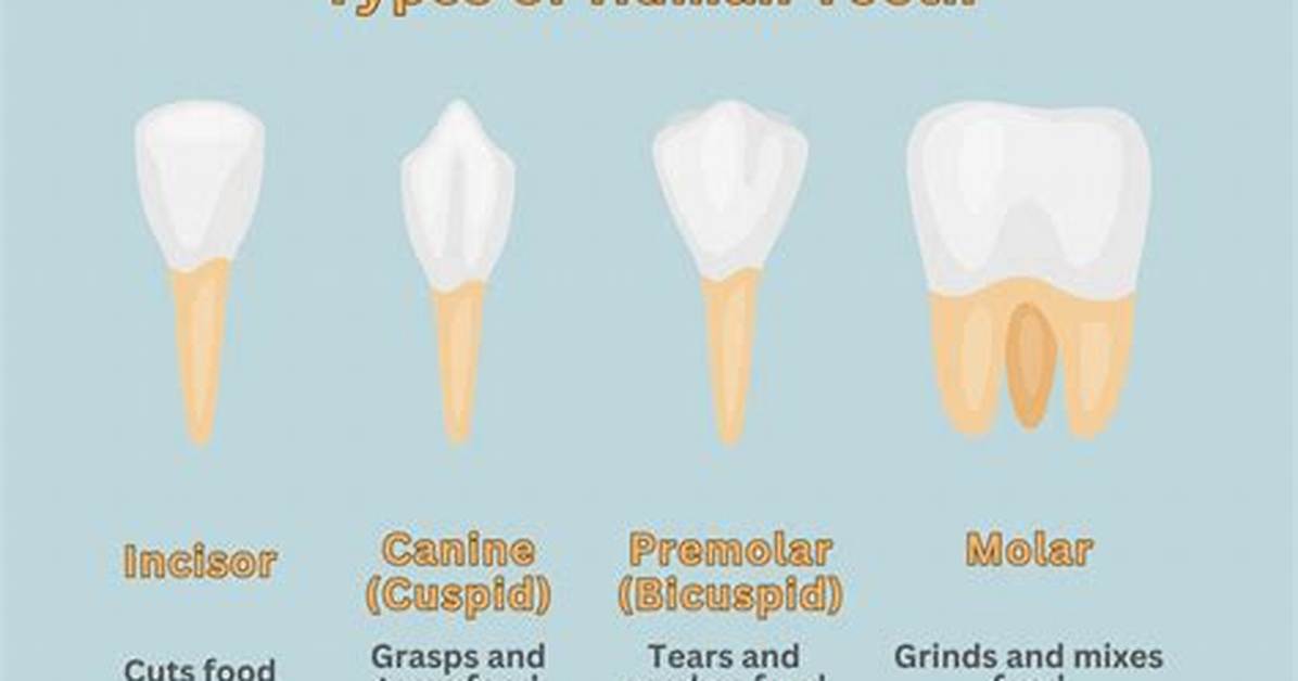 How Many Cusps Do Humans Have?