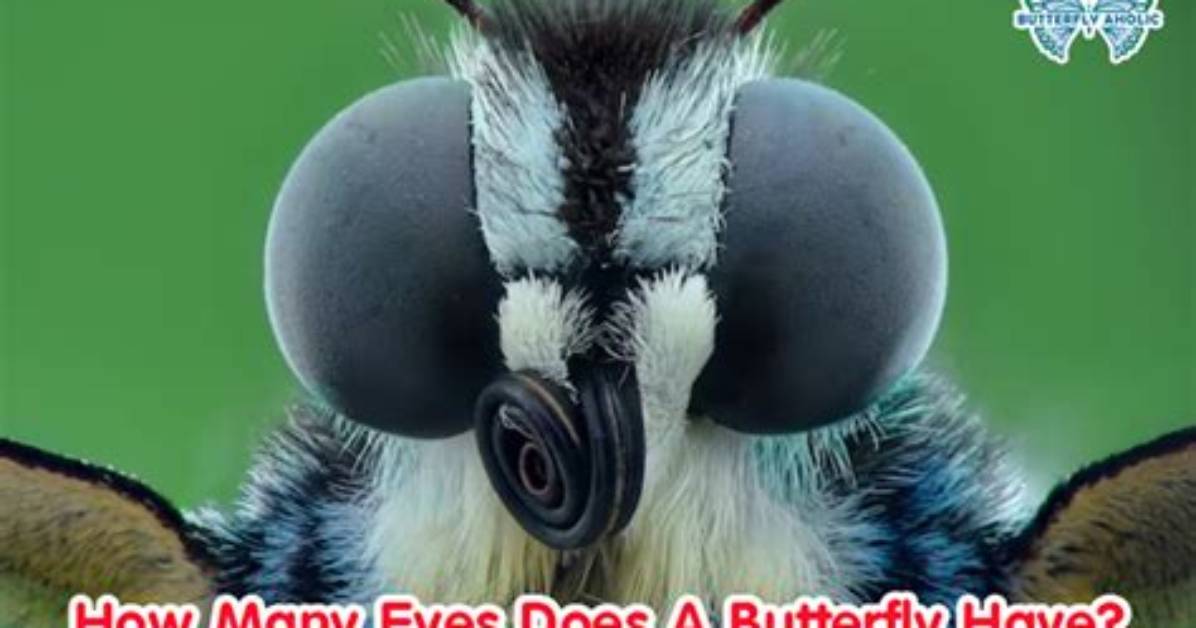 How Many Eyes Do I Have?