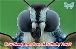 How Many Eyes Do I Have?
