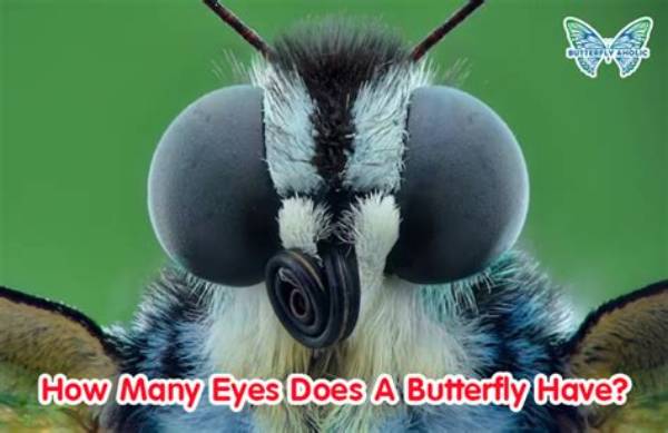 How Many Eyes Do I Have?