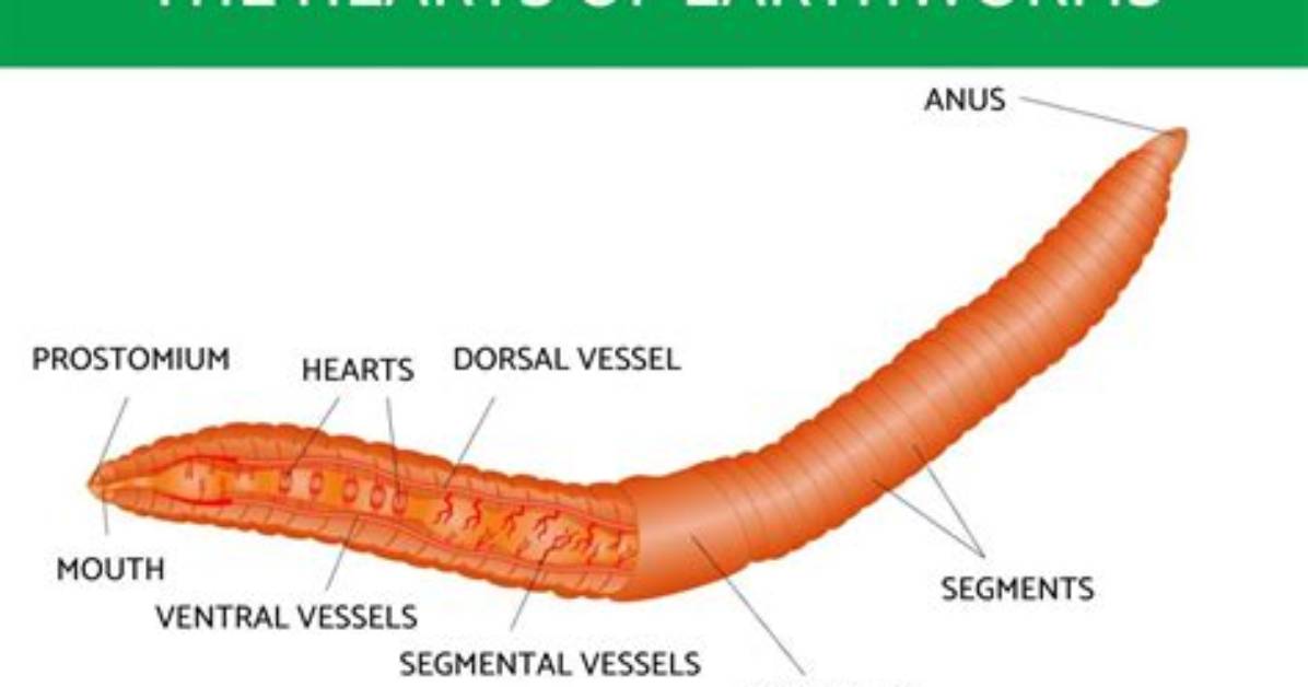 How Many Hairs Do Worms Have?