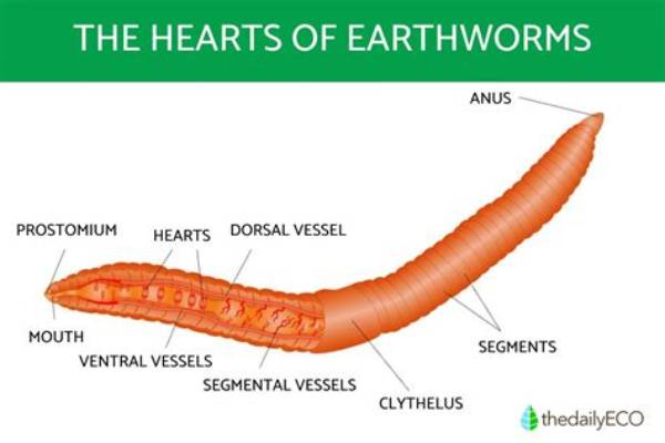 How Many Hairs Do Worms Have?