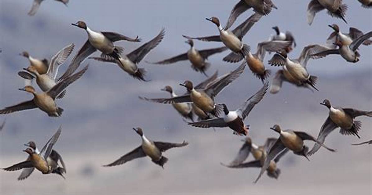 How Many Is Considered a Flock?