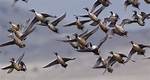 How Many Is Considered a Flock?