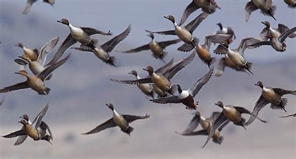 How Many Is Considered a Flock?