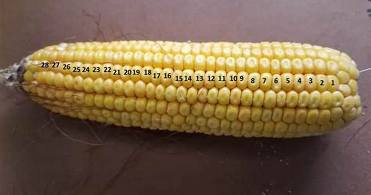 How Many Kernels Are on a Cob of Corn?