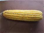 How Many Kernels Are on a Cob of Corn?