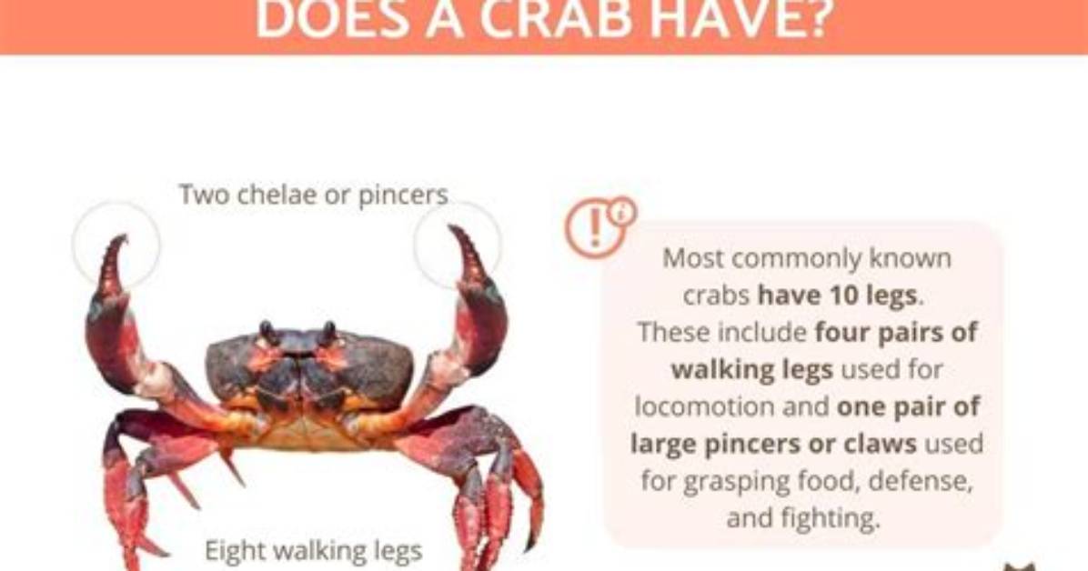 How Many Legs Does Acrab Have?