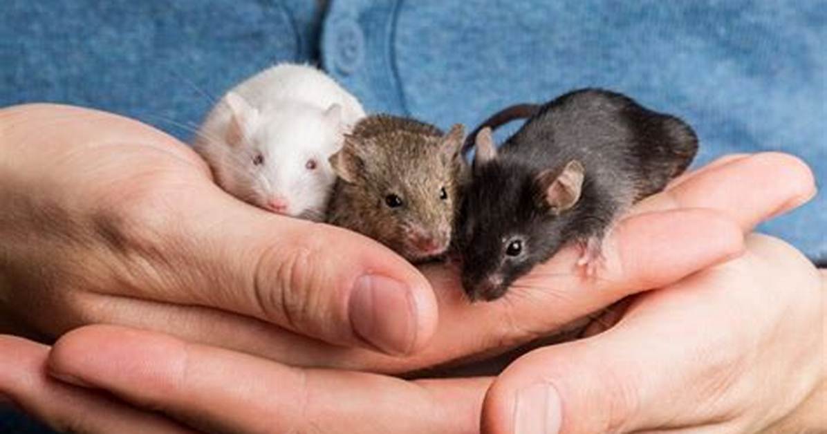 How Many Mice Live Together?