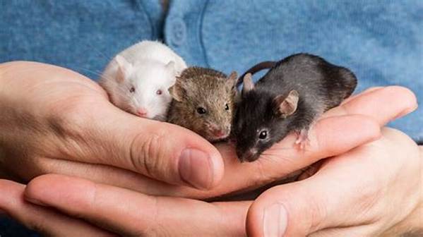How Many Mice Live Together?