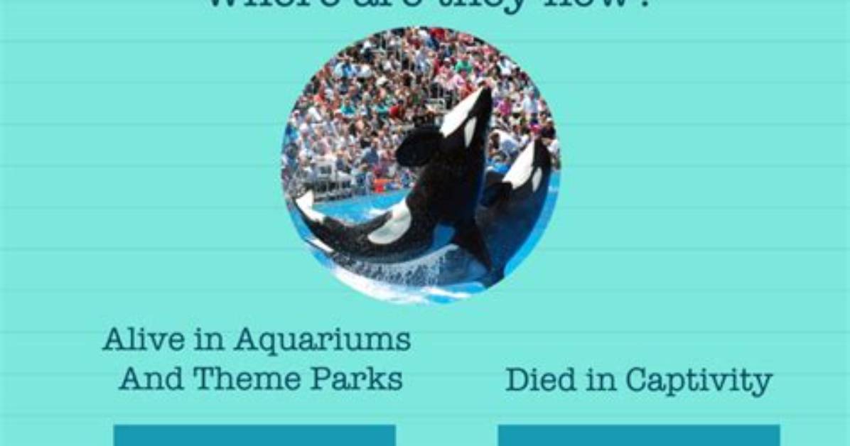 How Many Orcas Are Still in Captivity 2021?
