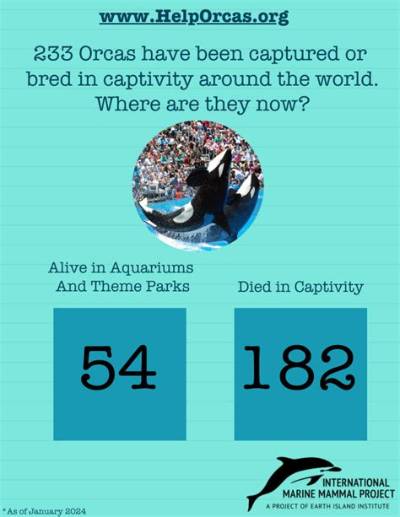 How Many Orcas Are Still in Captivity 2021?
