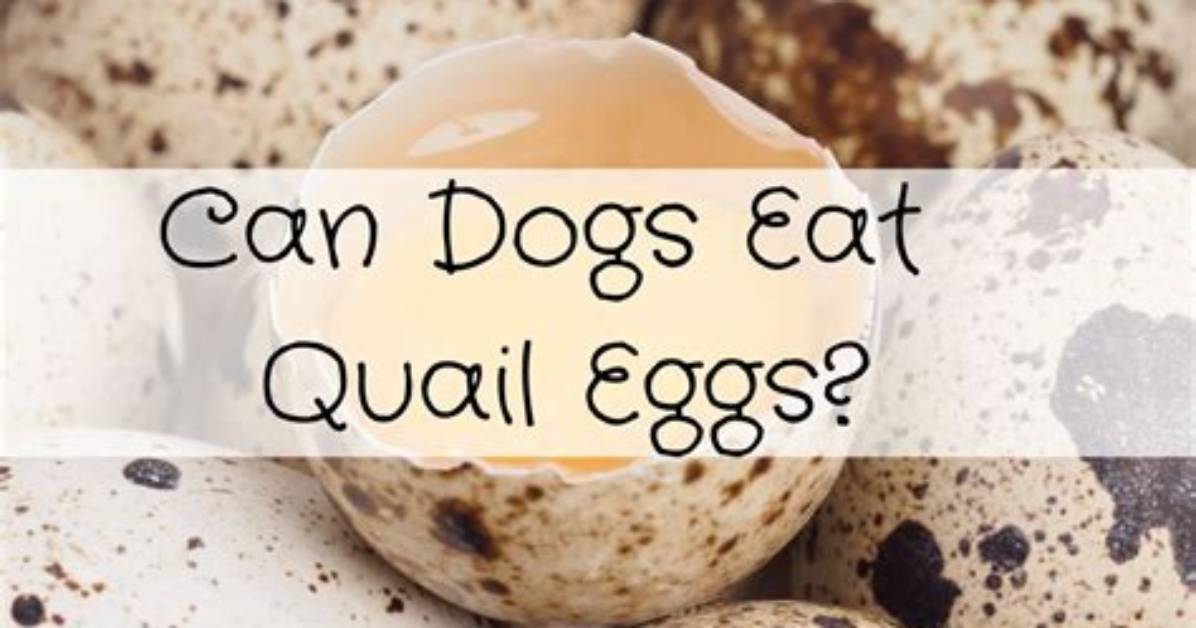 How Many Quail Eggs Can I Eat a Day?