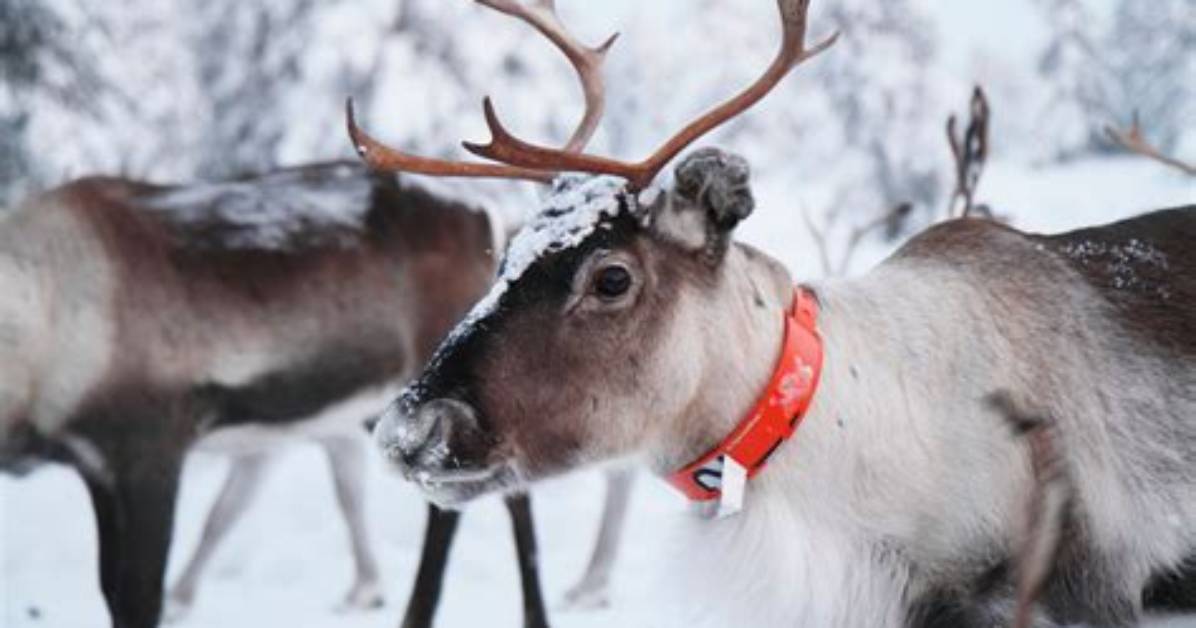 How Many Reindeer Does Santa Have? a Comprehensive Guide