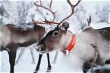 How Many Reindeer Does Santa Have? a Comprehensive Guide