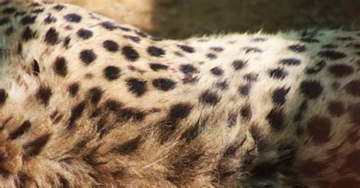 How Many Spots Does a Cheetah Have
