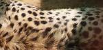 How Many Spots Does a Cheetah Have