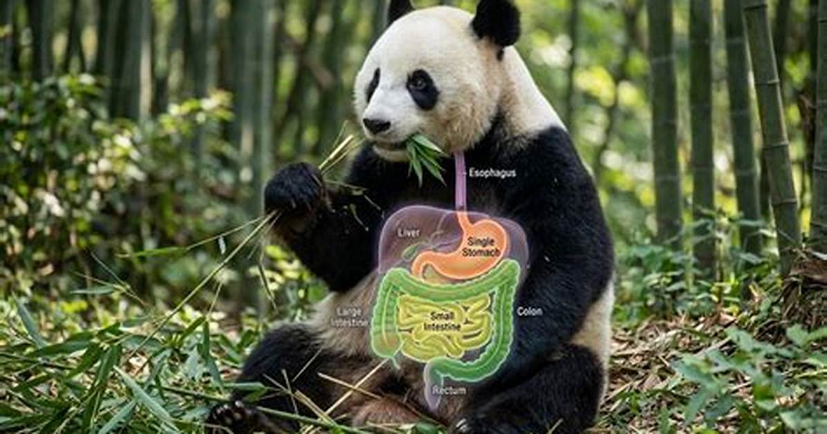 How Many Stomachs Does a Panda Have