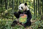 How Many Stomachs Does a Panda Have