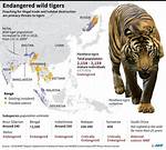 How Many Sumatran Tigers Are Left in the World 2021?