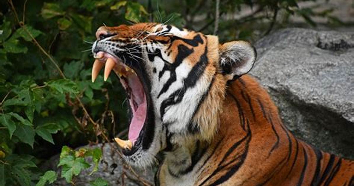 How Many Tigers Are Left in the World 2021?