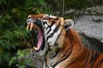 How Many Tigers Are Left in the World 2021?