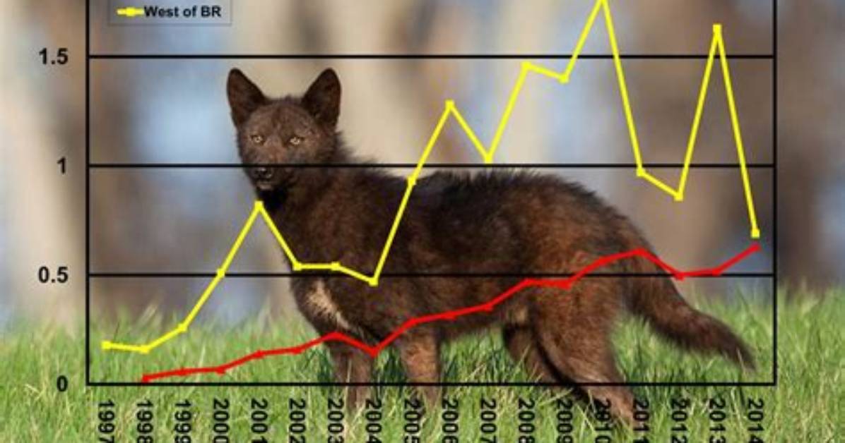 How Many Times a Year Do Coyotes Have Pups?