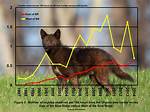 How Many Times a Year Do Coyotes Have Pups?