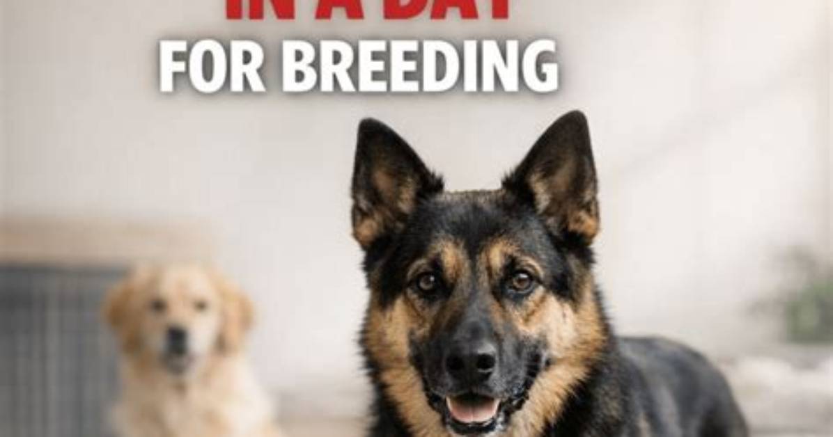 How Many Times Can a Dog Be Put Under Anesthesia?