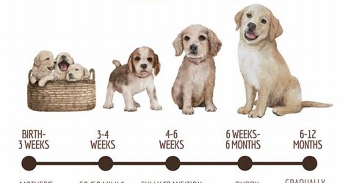 How Many Times Should a Puppy Eat?