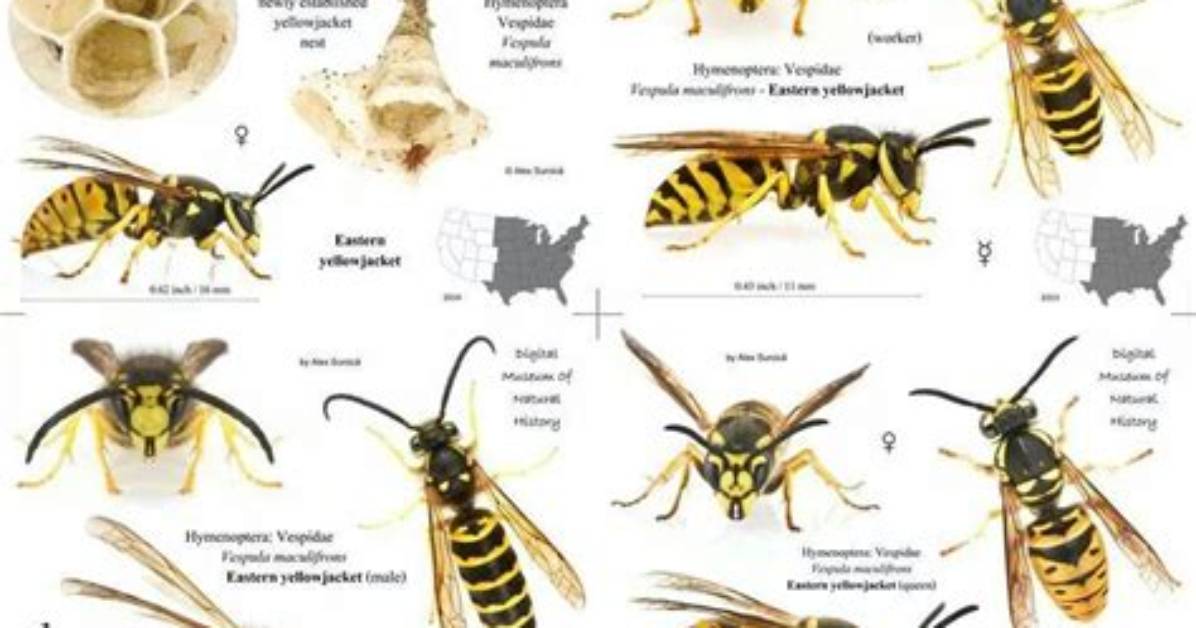 How Many Yellow Jackets Are in a Normal Nest?