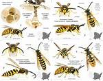 How Many Yellow Jackets Are in a Normal Nest?