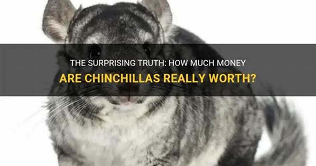 How Much Are Chinchillas Worth