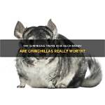 How Much Are Chinchillas Worth