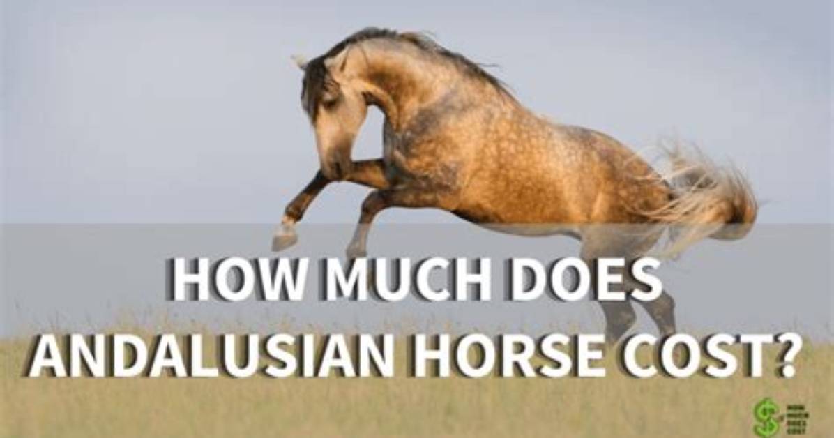 How Much Does a Andalusian Horse Cost?