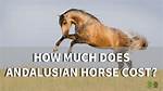 How Much Does a Andalusian Horse Cost?