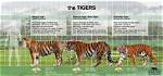 How Much Does a Bengal Tiger Weigh