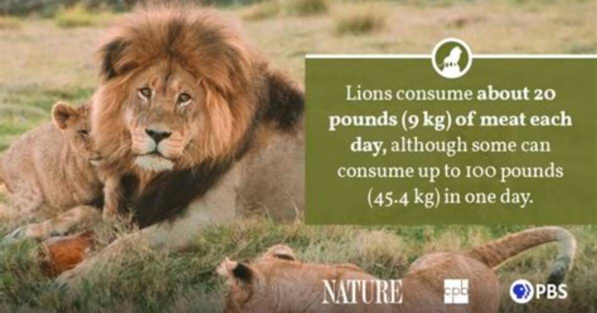How Much Does a Lion Eat