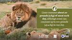 How Much Does a Lion Eat