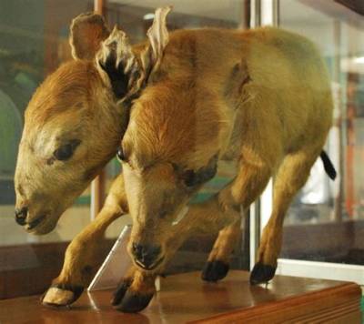 How Much Is a Two-Headed Buffalo Nickel Worth?