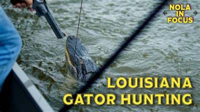 How Much Is an Alligator Tag in Louisiana?