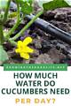 How Much Water Do Cucumbers Need?
