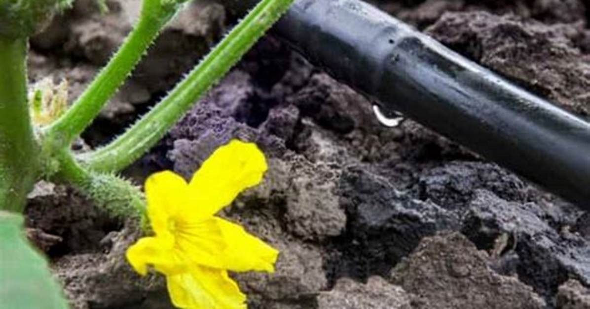 How Much Water Do Cucumbers